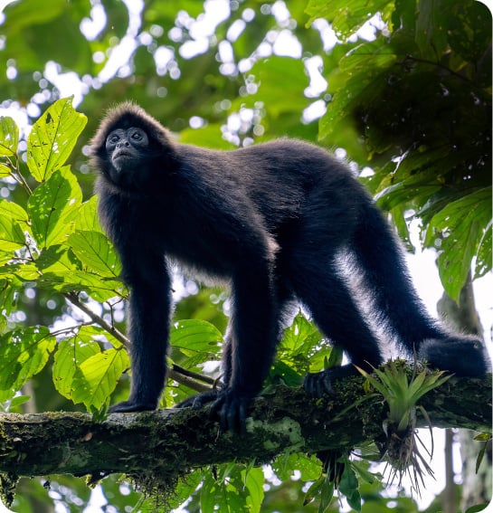 BROWN-HEADED SPIDER MONKEY