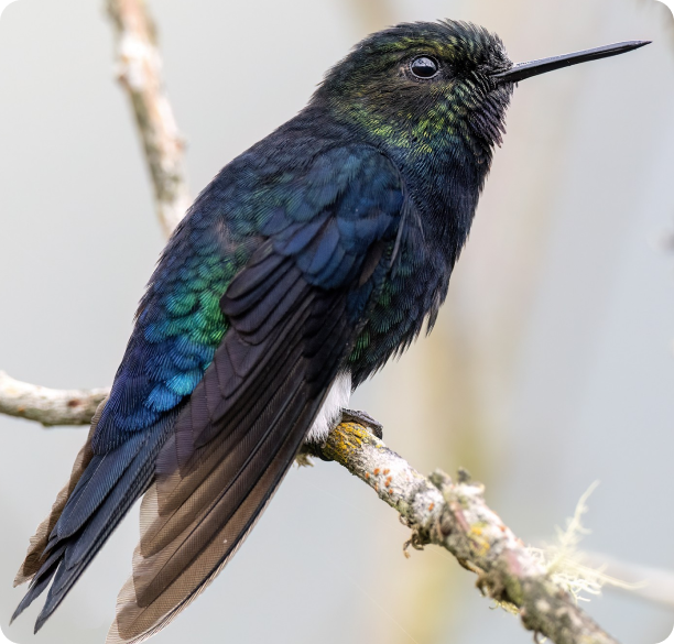 Black-breasted puffleg New 1