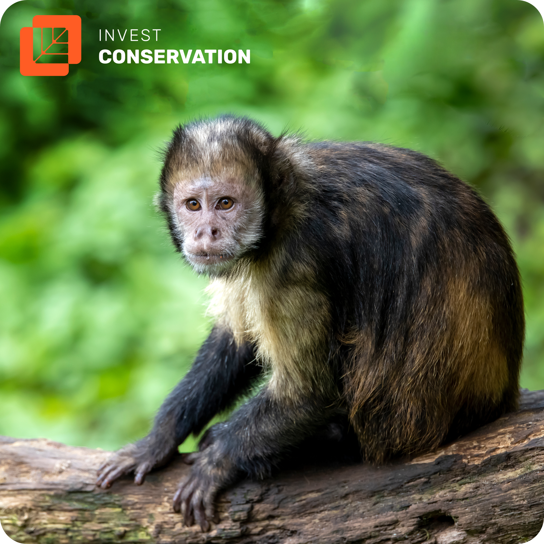Capuchin-Resource-page-modified