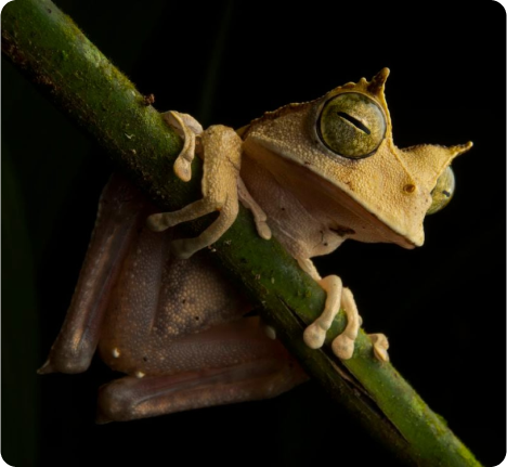 Horned marsupial frog